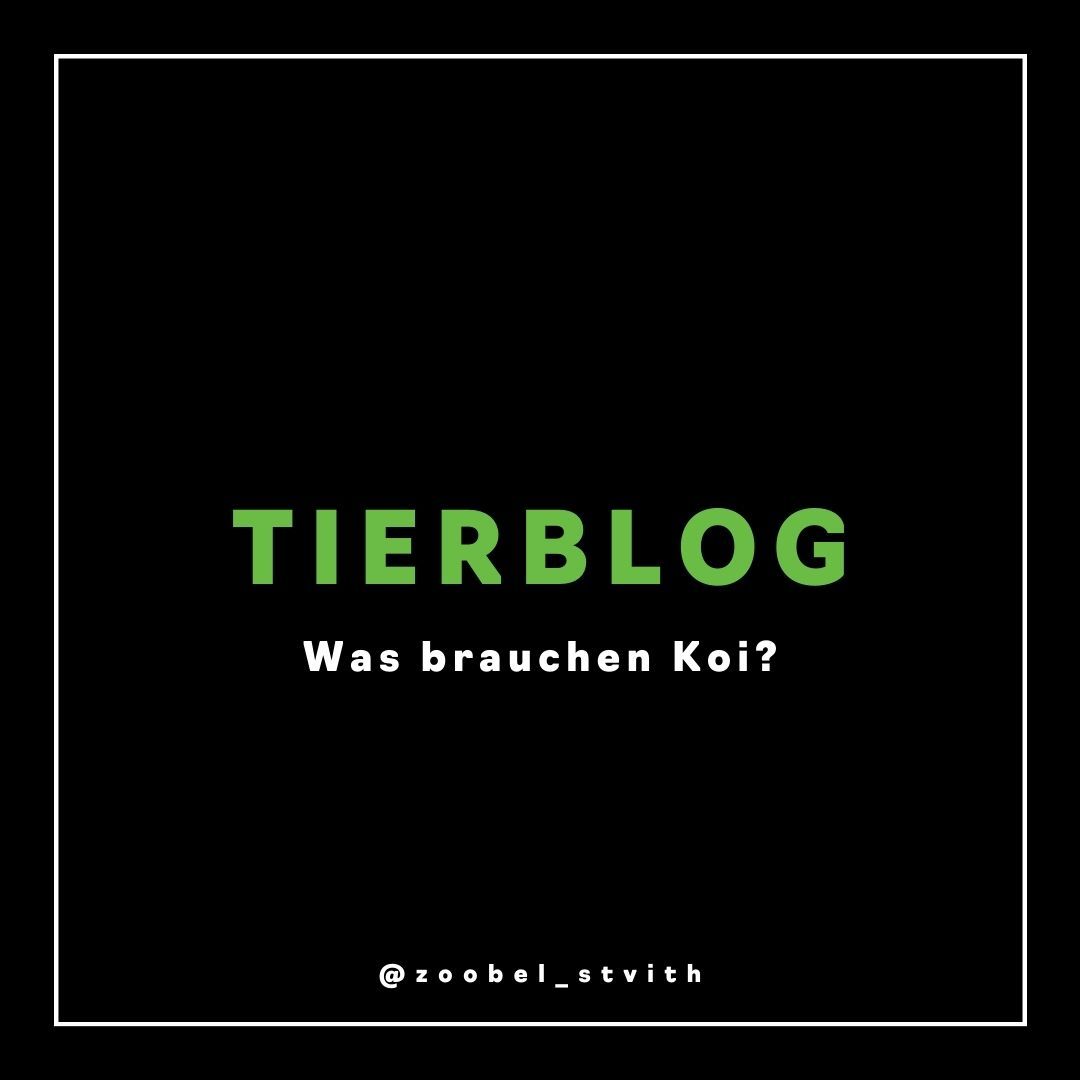 Was brauchen Koi ?