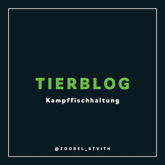 Kampffischhaltung