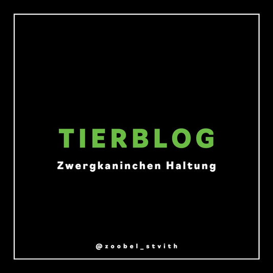 Zwergkaninchen Haltung